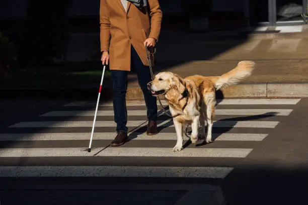 blindengeleidehond verkeersregels